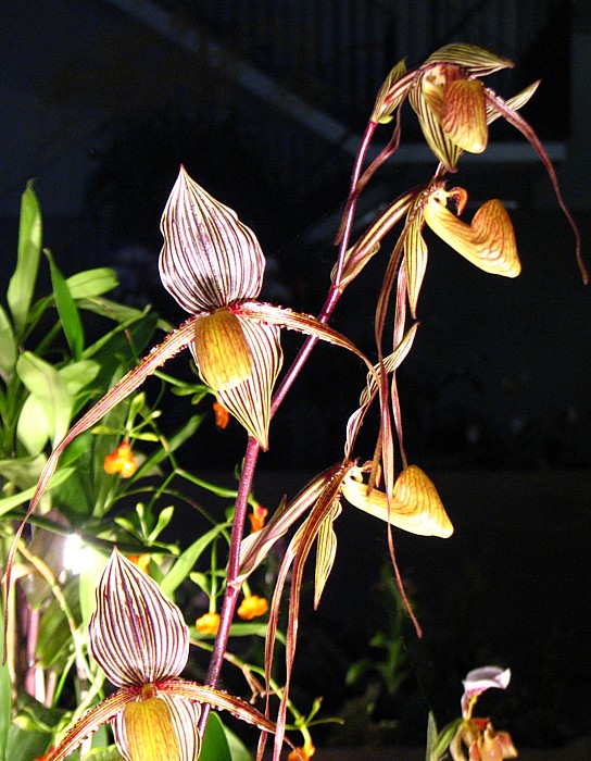 Orchideen